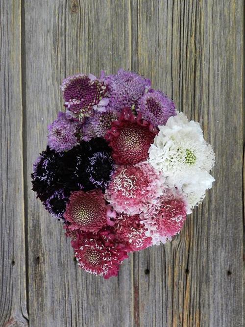 SCABIOSA SCOOP VARIETIES IN ASSORTED COLORS